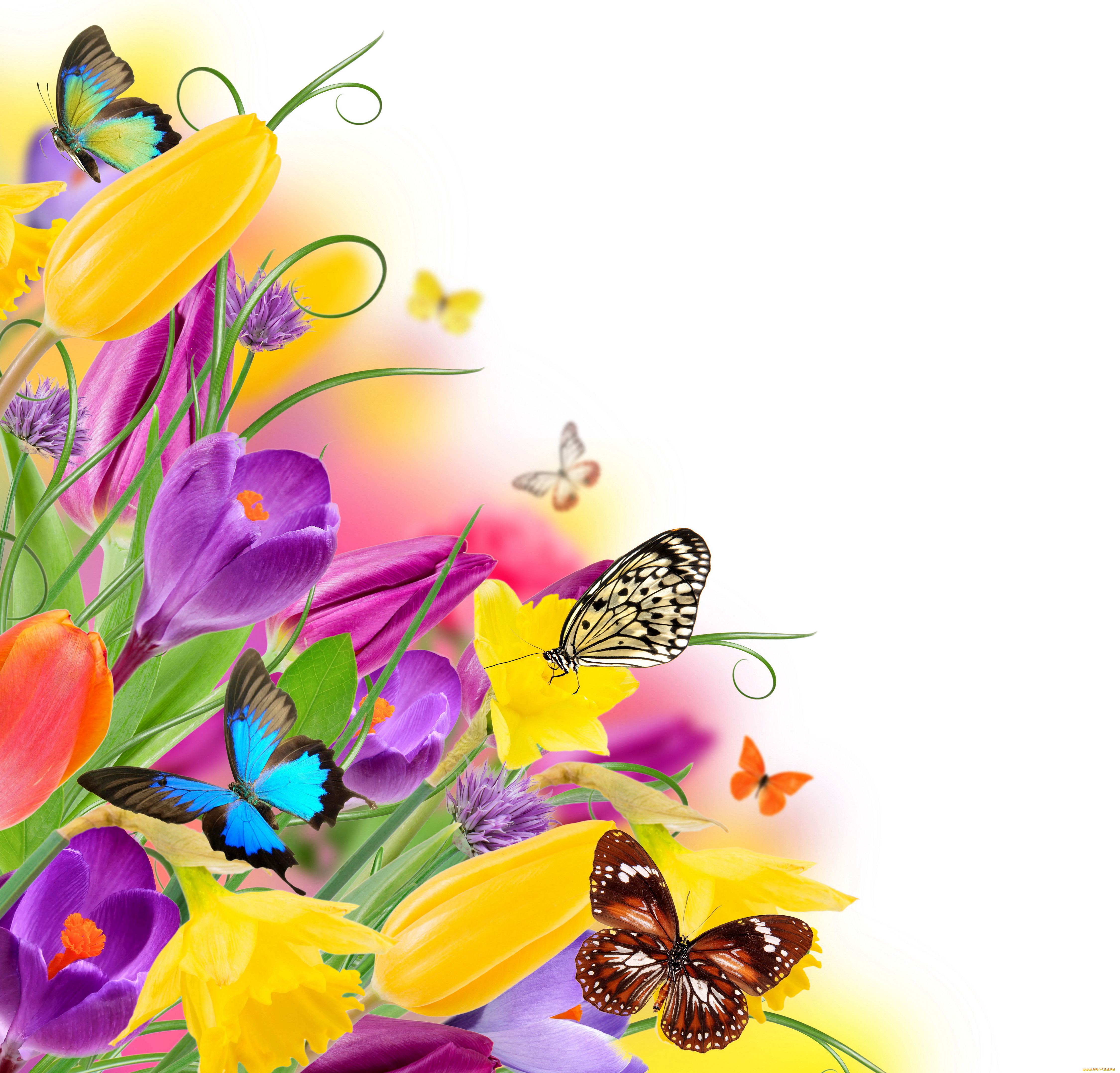 ,  , yellow, purple, spring, colorful, flowers, tulips, butterflies, , , , , beautiful, fresh